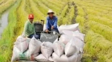 صادرات الأرز تسجل نموا بنسبة 5% وتصل إلى 1.3 مليون طن